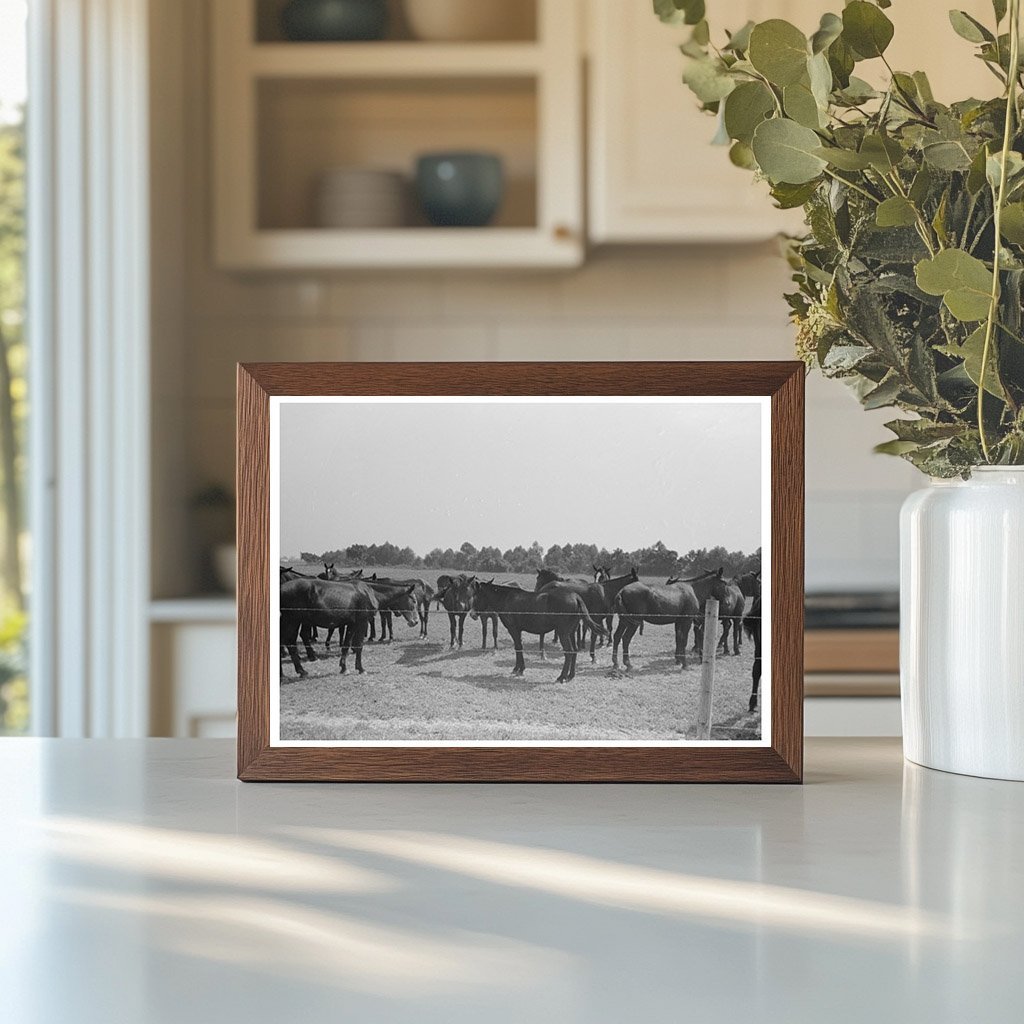 Vintage 1938 Image of Mules at Lake Dick Arkansas