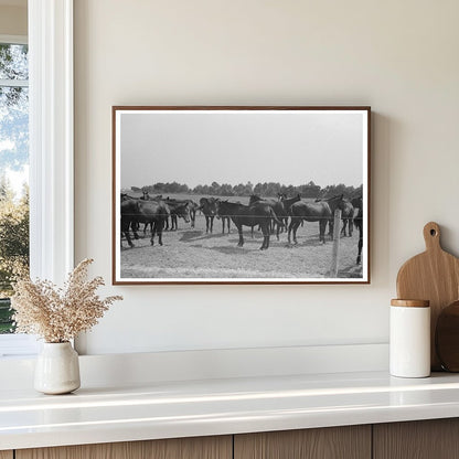 Vintage 1938 Image of Mules at Lake Dick Arkansas