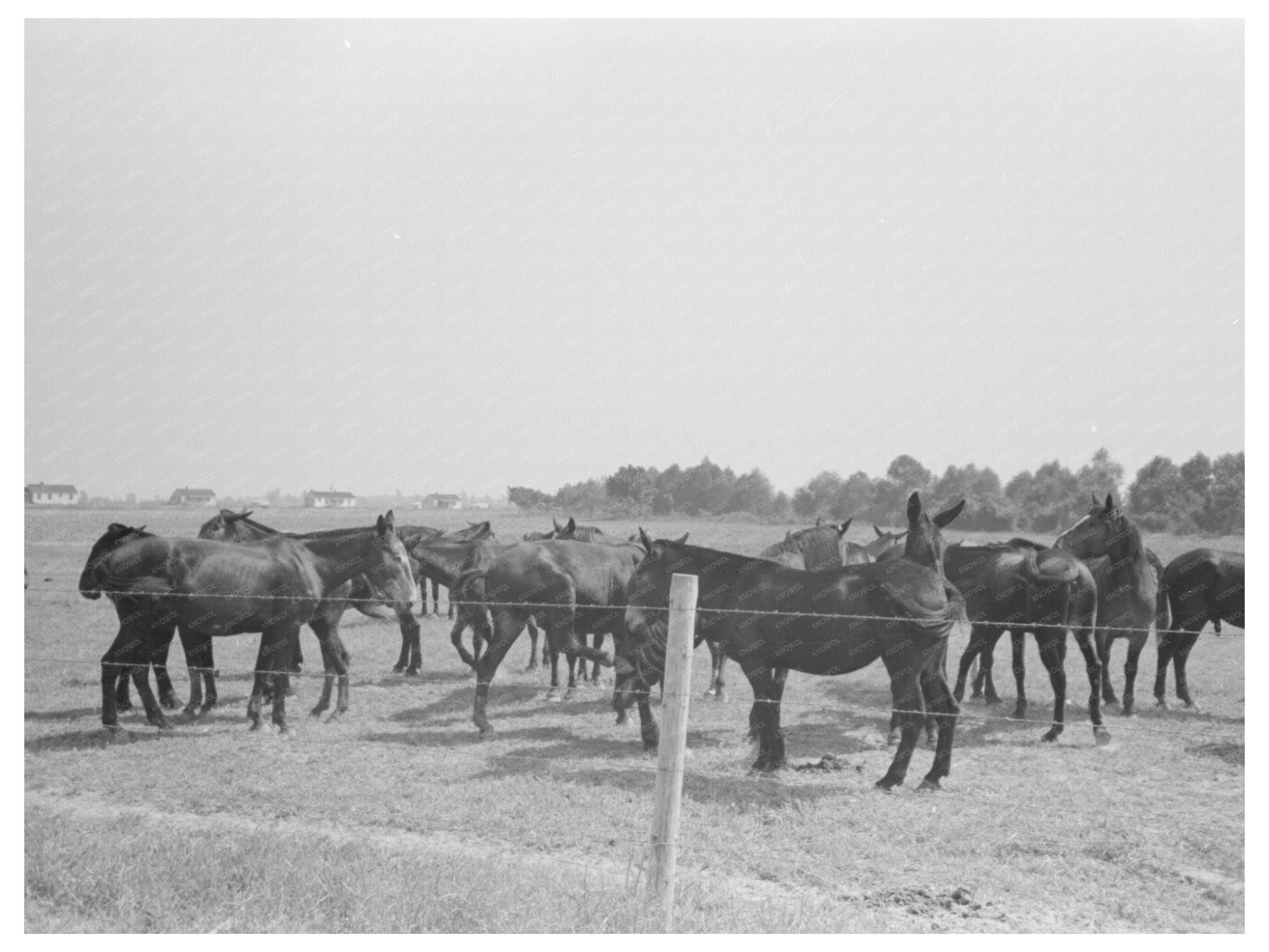 Mules at Lake Dick Cooperative Association September 1938