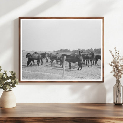 Mules at Lake Dick Cooperative Association September 1938