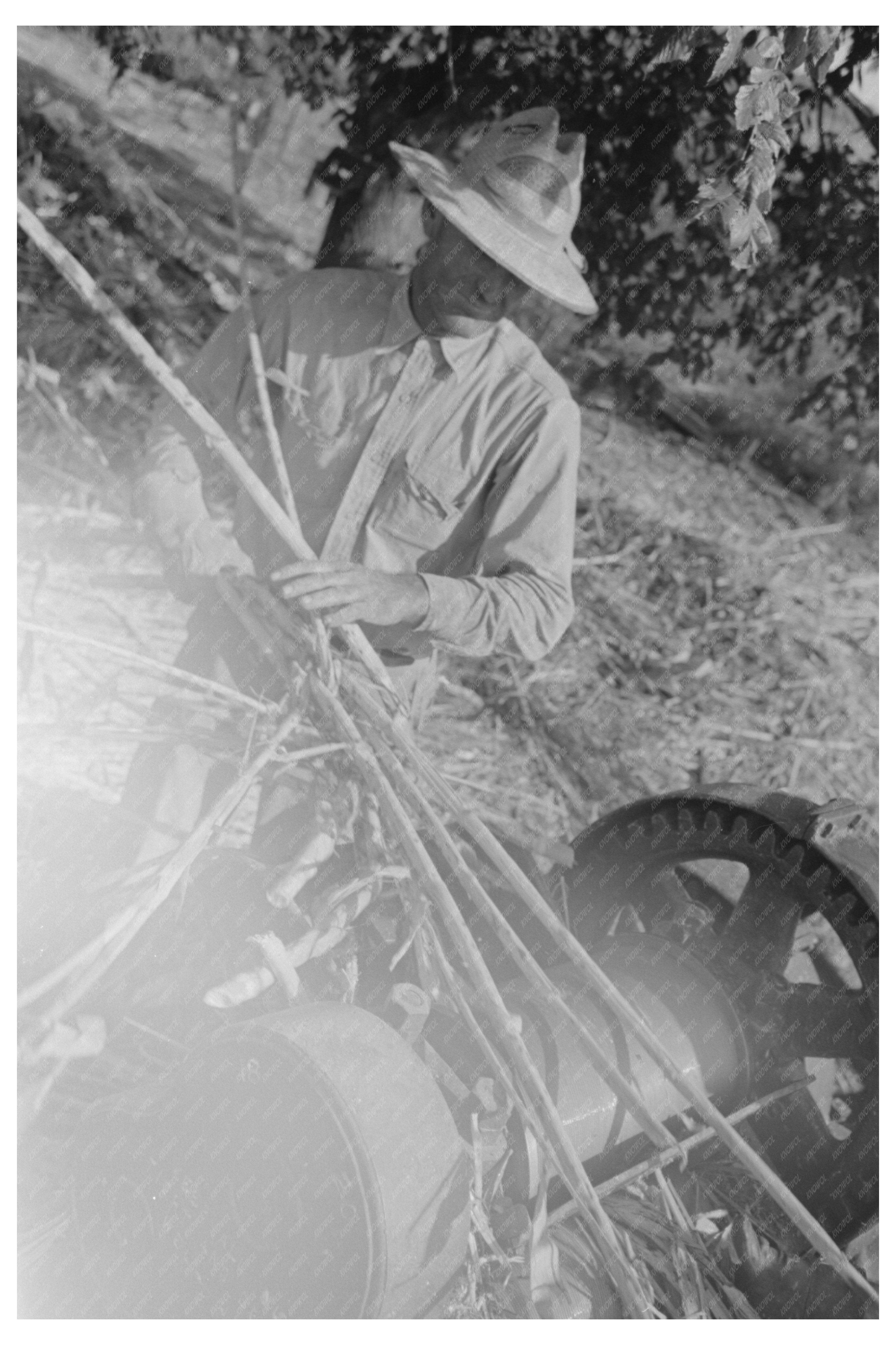 Sorghum Stripping Process Lake Dick Arkansas 1938