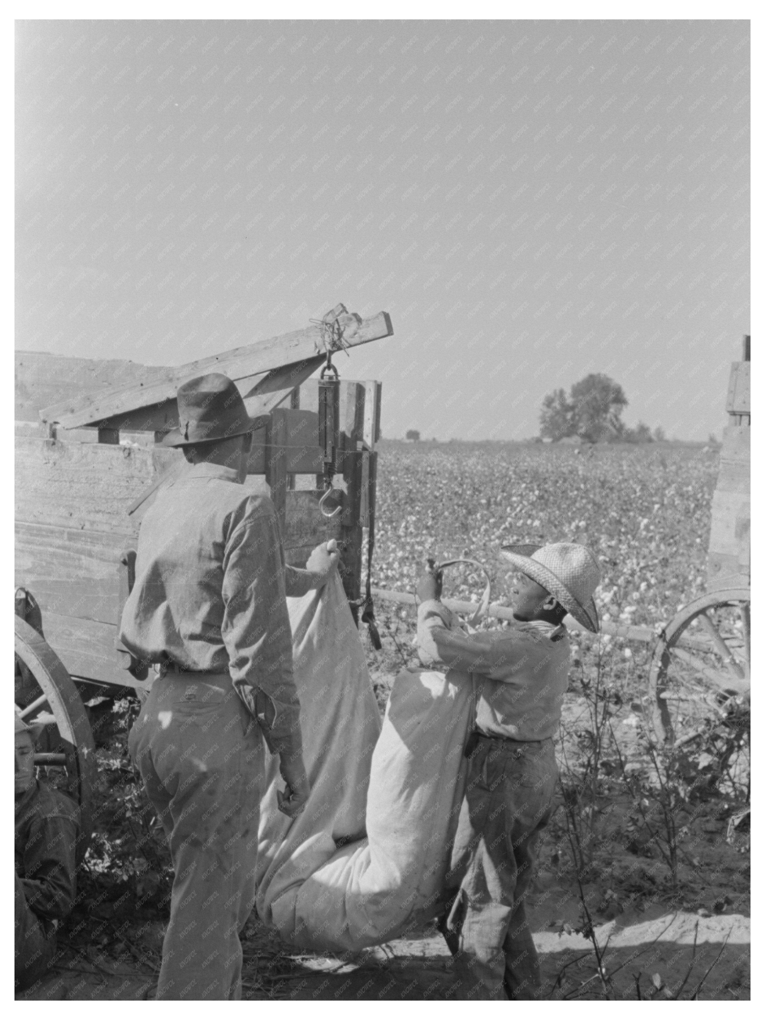 Weighing Cotton at Lake Dick Arkansas 1938