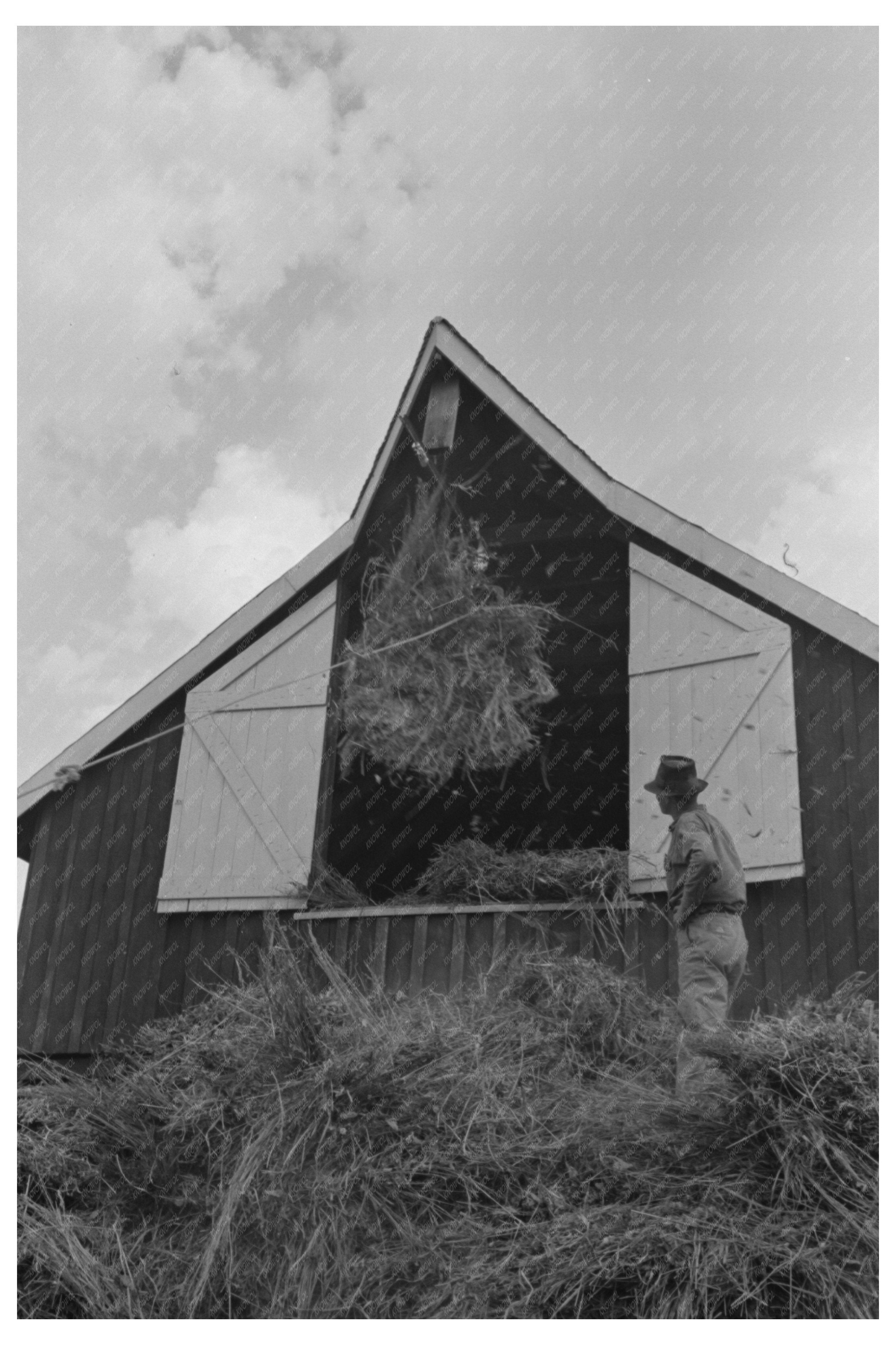 Workers Elevating Hay in Arkansas September 1938