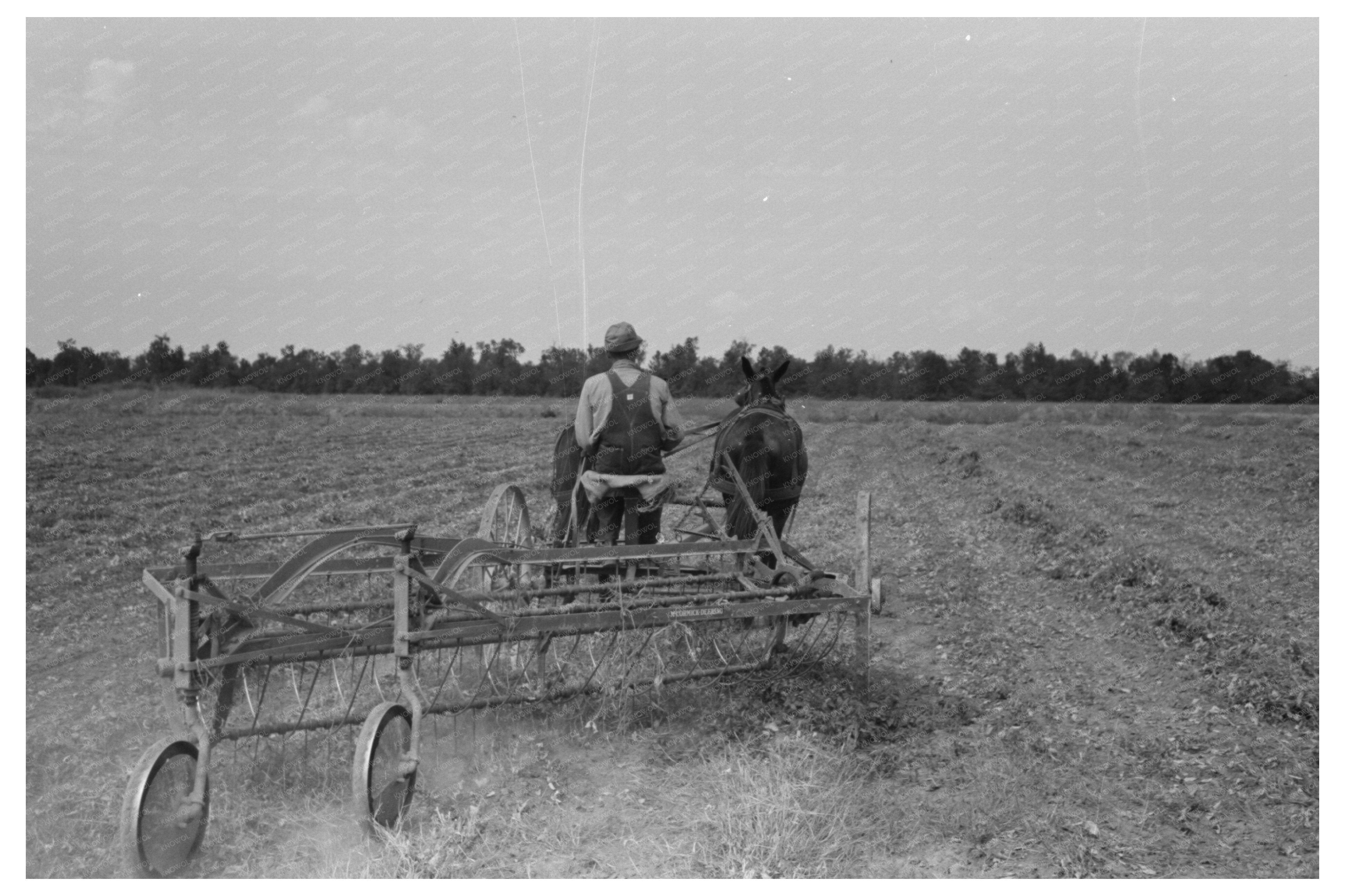 Vintage 1938 Soybean Hay Raking at Lake Dick Arkansas