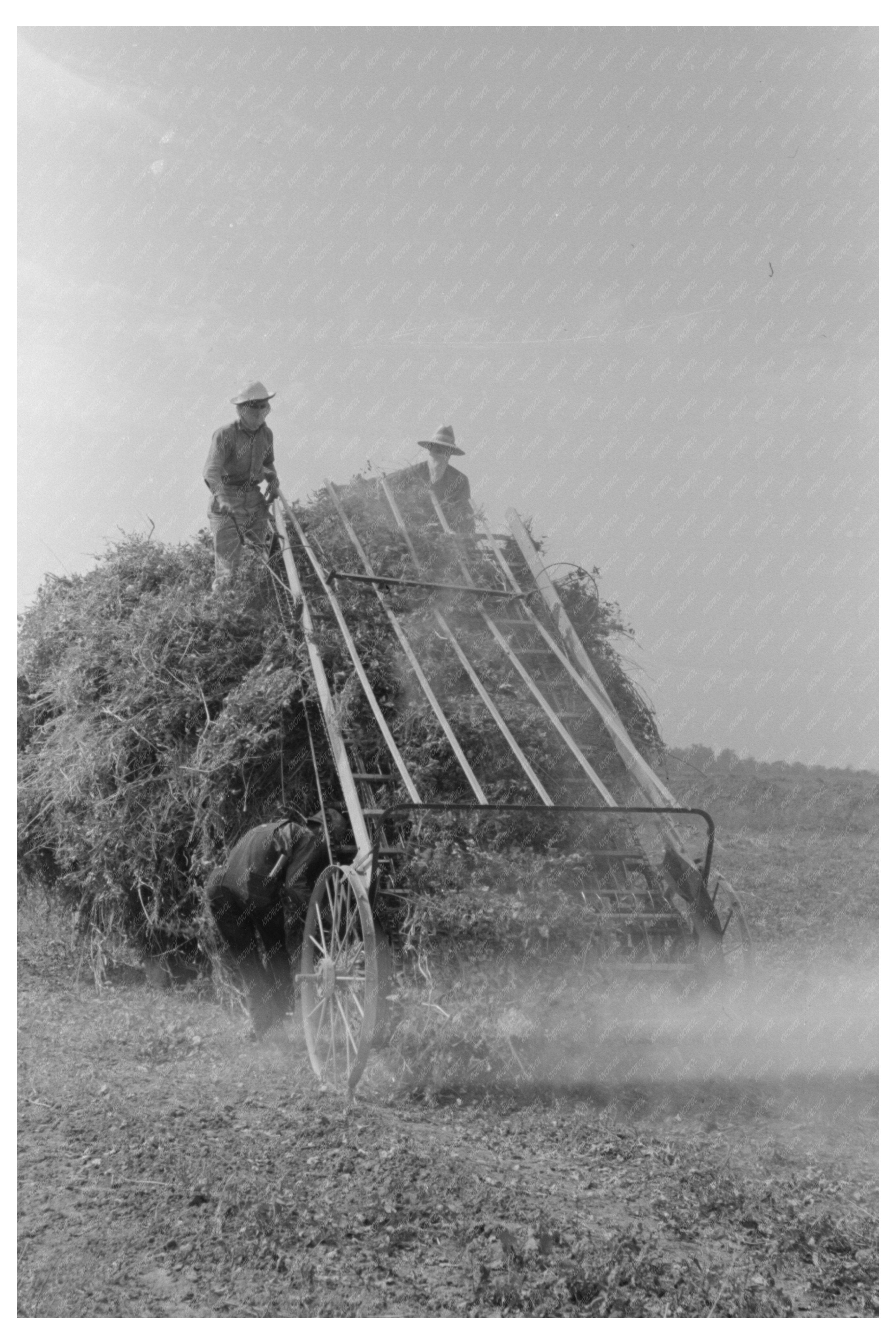 Hay Loading Machine at Lake Dick Project Arkansas 1938