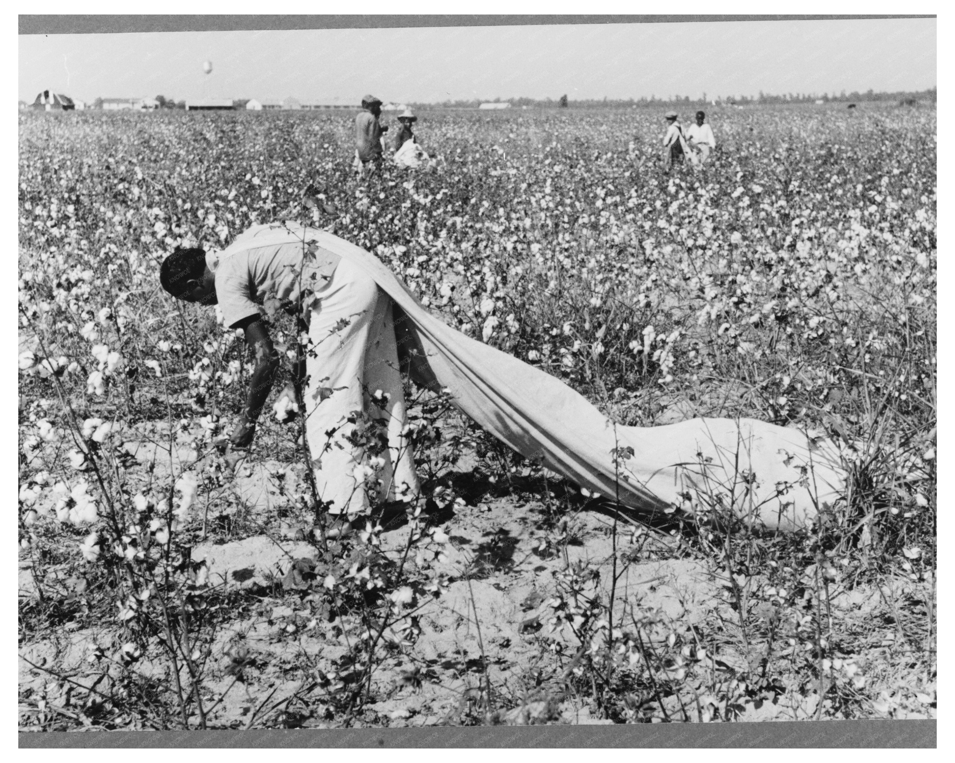Cotton Picker at Lake Dick Project Arkansas September 1938