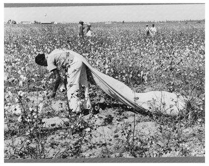 Cotton Picker at Lake Dick Project Arkansas September 1938