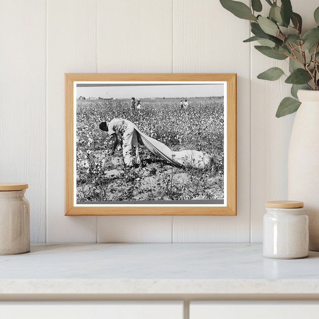 Cotton Picker at Lake Dick Project Arkansas September 1938