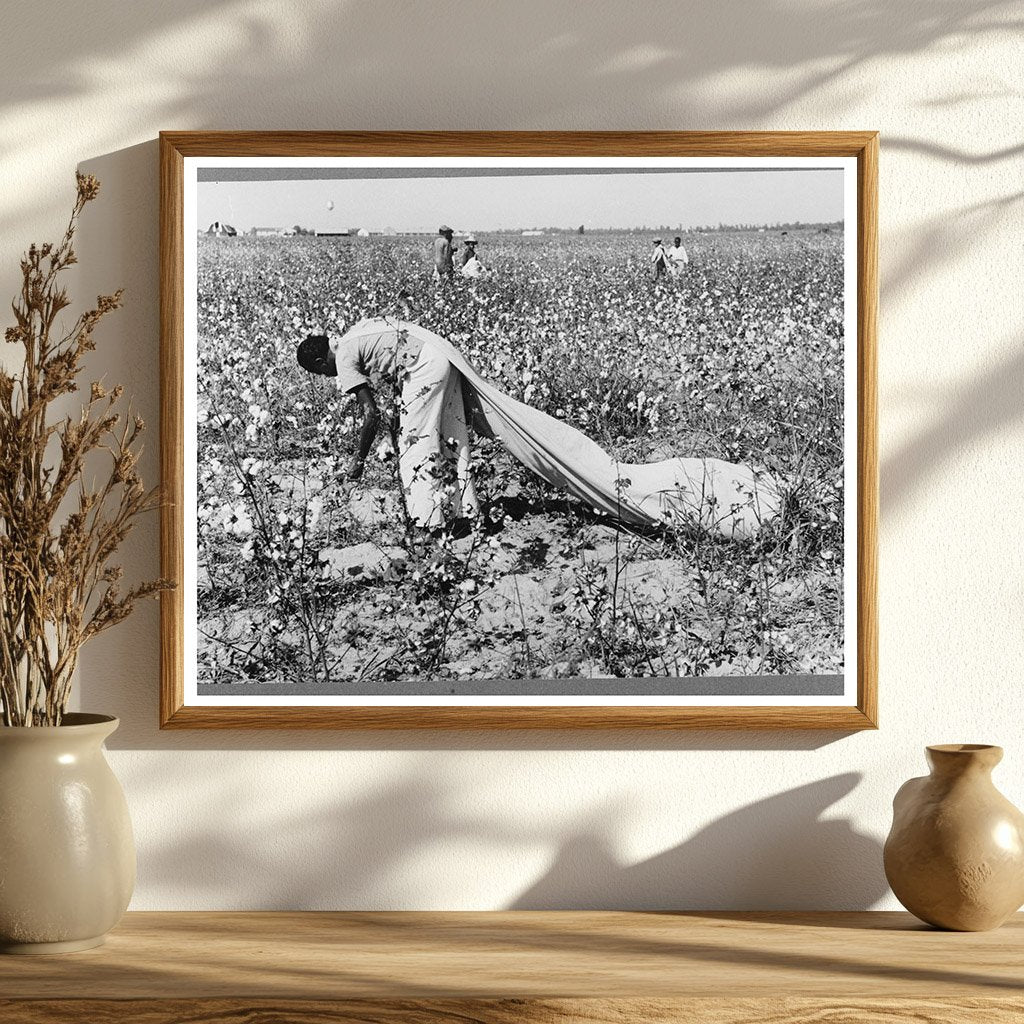 Cotton Picker at Lake Dick Project Arkansas September 1938