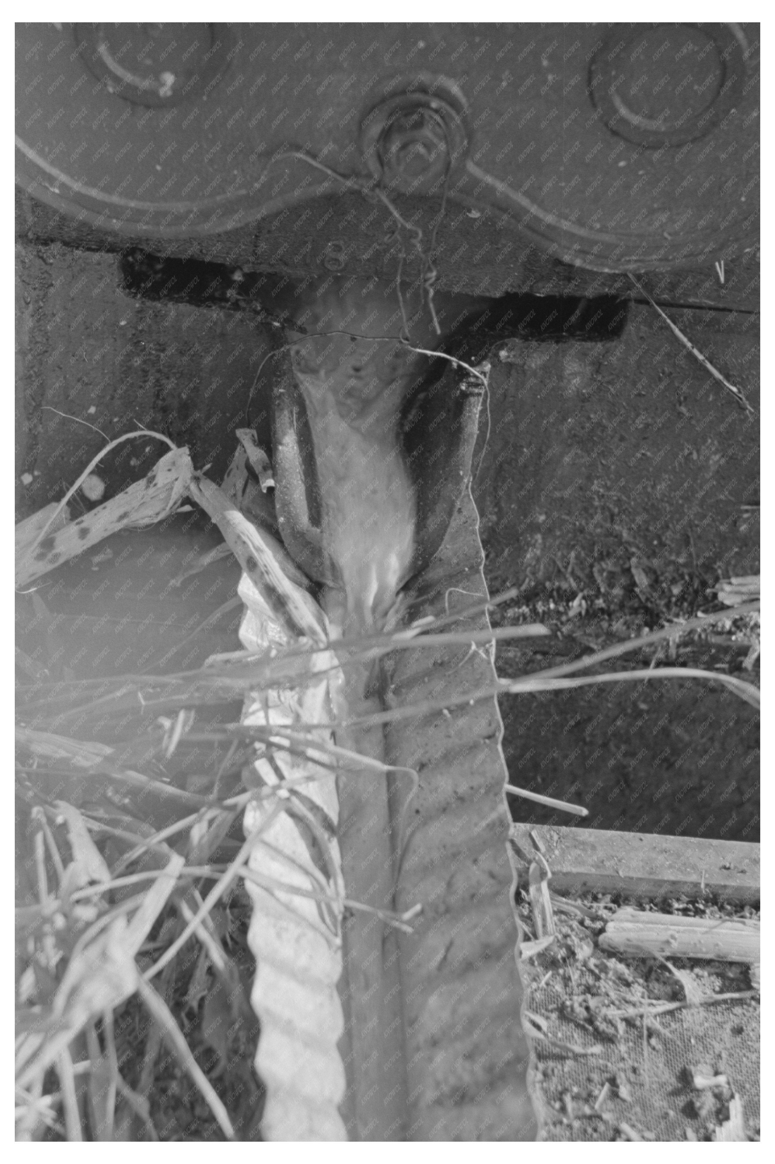 Raw Syrup Flowing from Sorghum Crusher Arkansas 1938