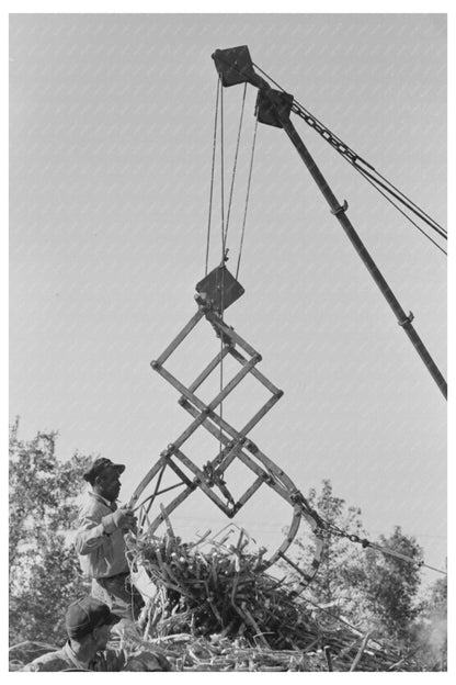 Loading Sugar Cane onto Truck Louisiana October 1938