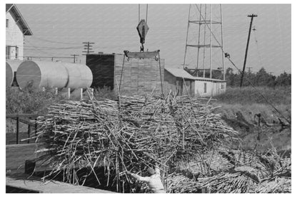 Vintage Sugarcane Loading in Louisiana October 1938