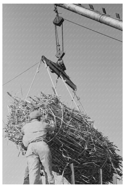 Workers Unloading Sugar Cane Truck at Louisiana Sugar Mill 1938