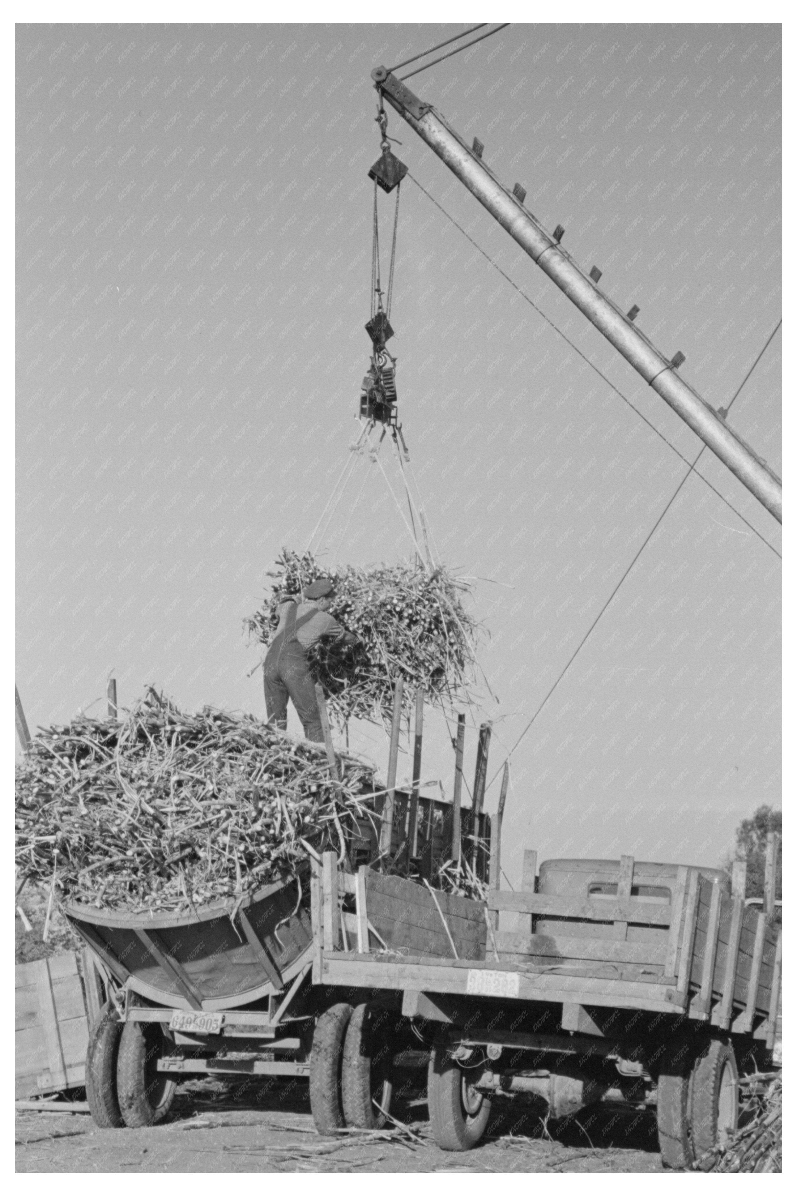 Workers Unloading Sugarcane at Louisiana Sugar Mill 1938