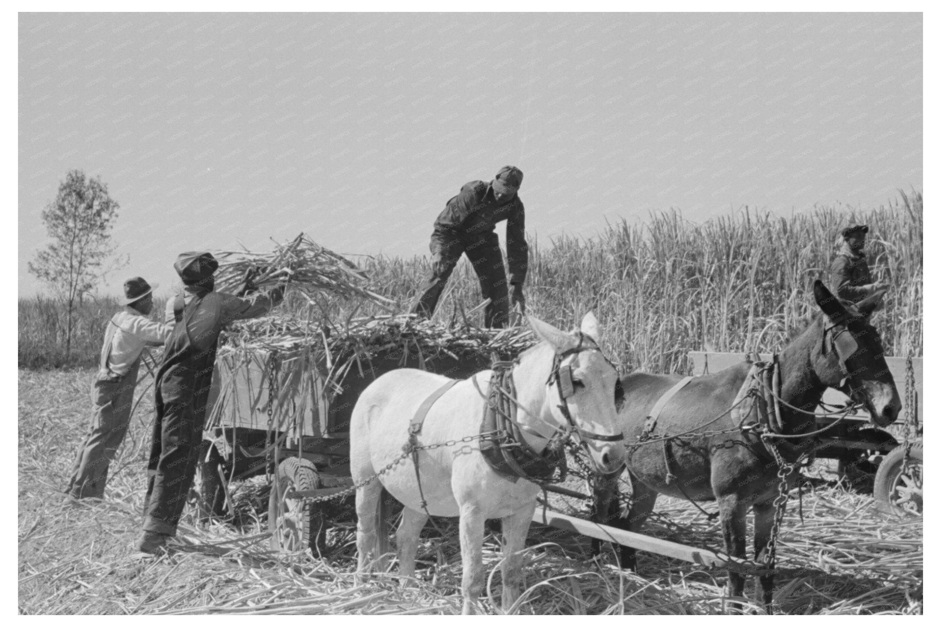 Workers Loading Sugarcane in Louisiana 1938