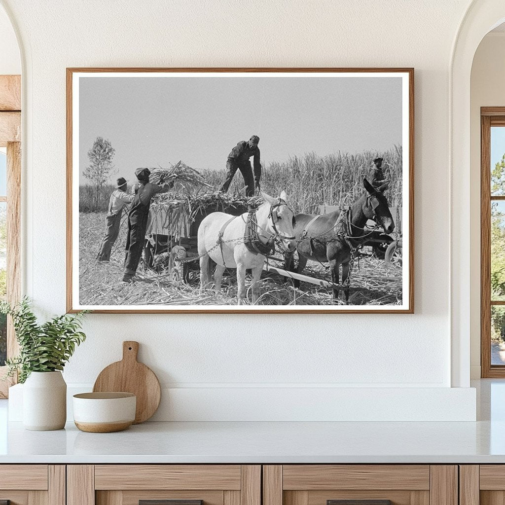 Workers Loading Sugarcane in Louisiana 1938