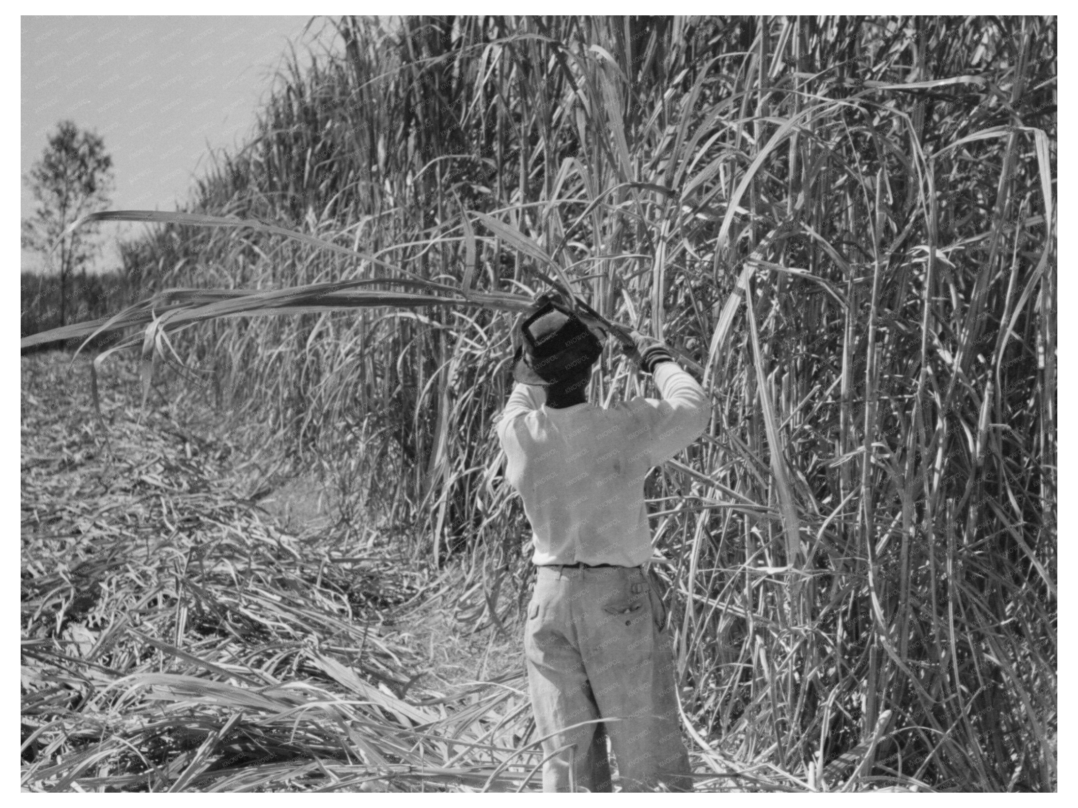 Laborers Cutting Sugarcane in Louisiana October 1938