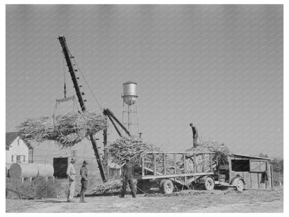 Sugarcane Unloading at Louisiana Sugar Mill October 1938