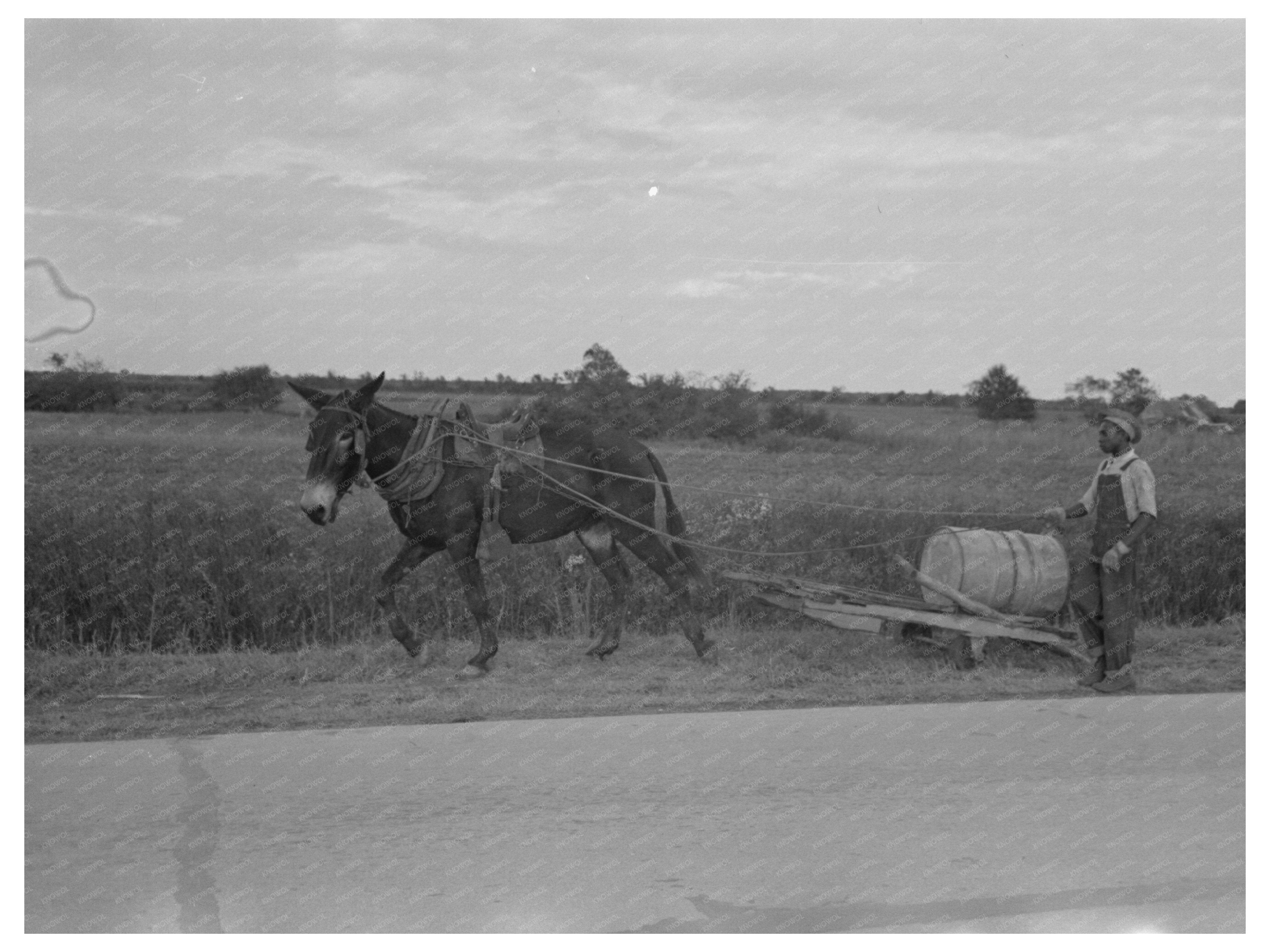 Mule-Drawn Wagon Transporting Water Louisiana 1938