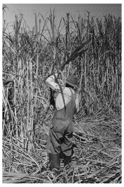 Sugarcane Harvesting in New Iberia Louisiana 1938