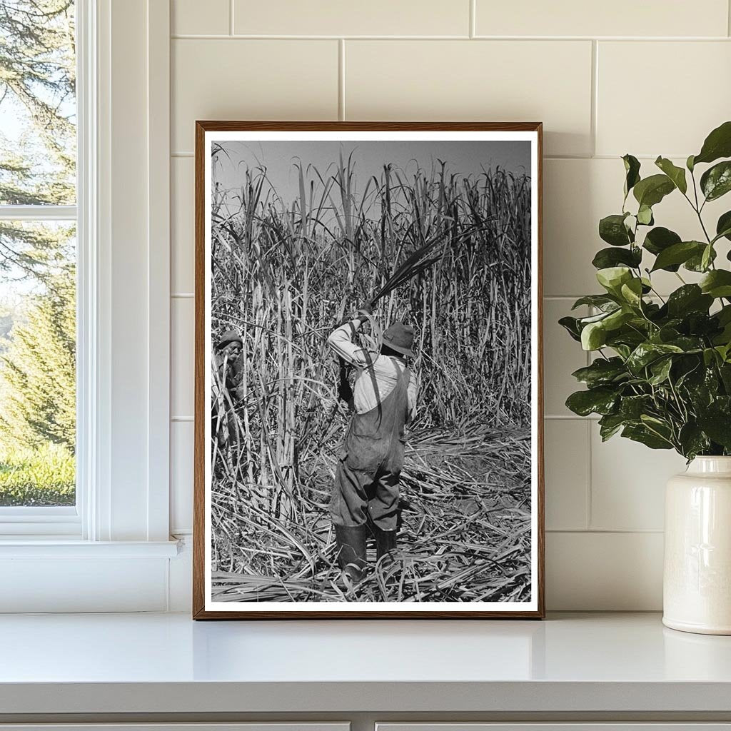 Sugarcane Harvesting in New Iberia Louisiana 1938