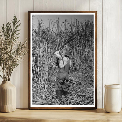 Sugarcane Harvesting in New Iberia Louisiana 1938