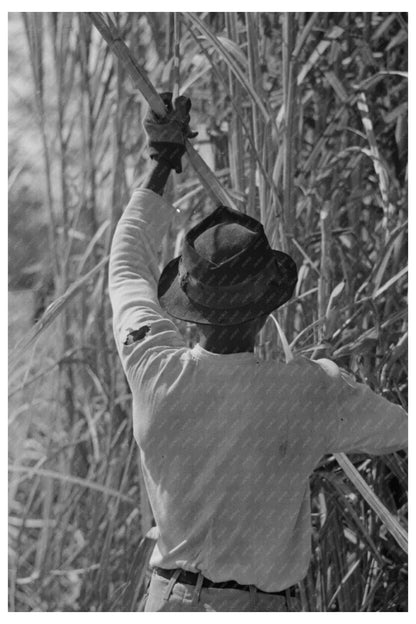 Sugarcane Cutting in New Iberia Louisiana 1938