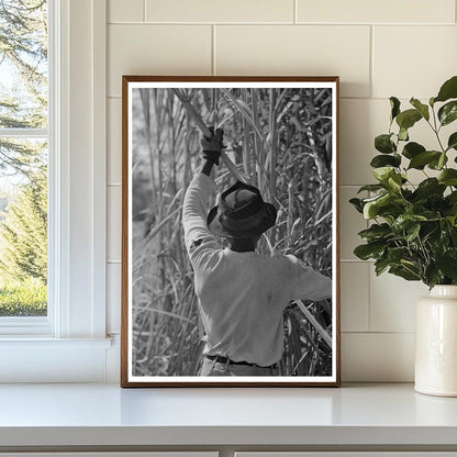 Sugarcane Cutting in New Iberia Louisiana 1938