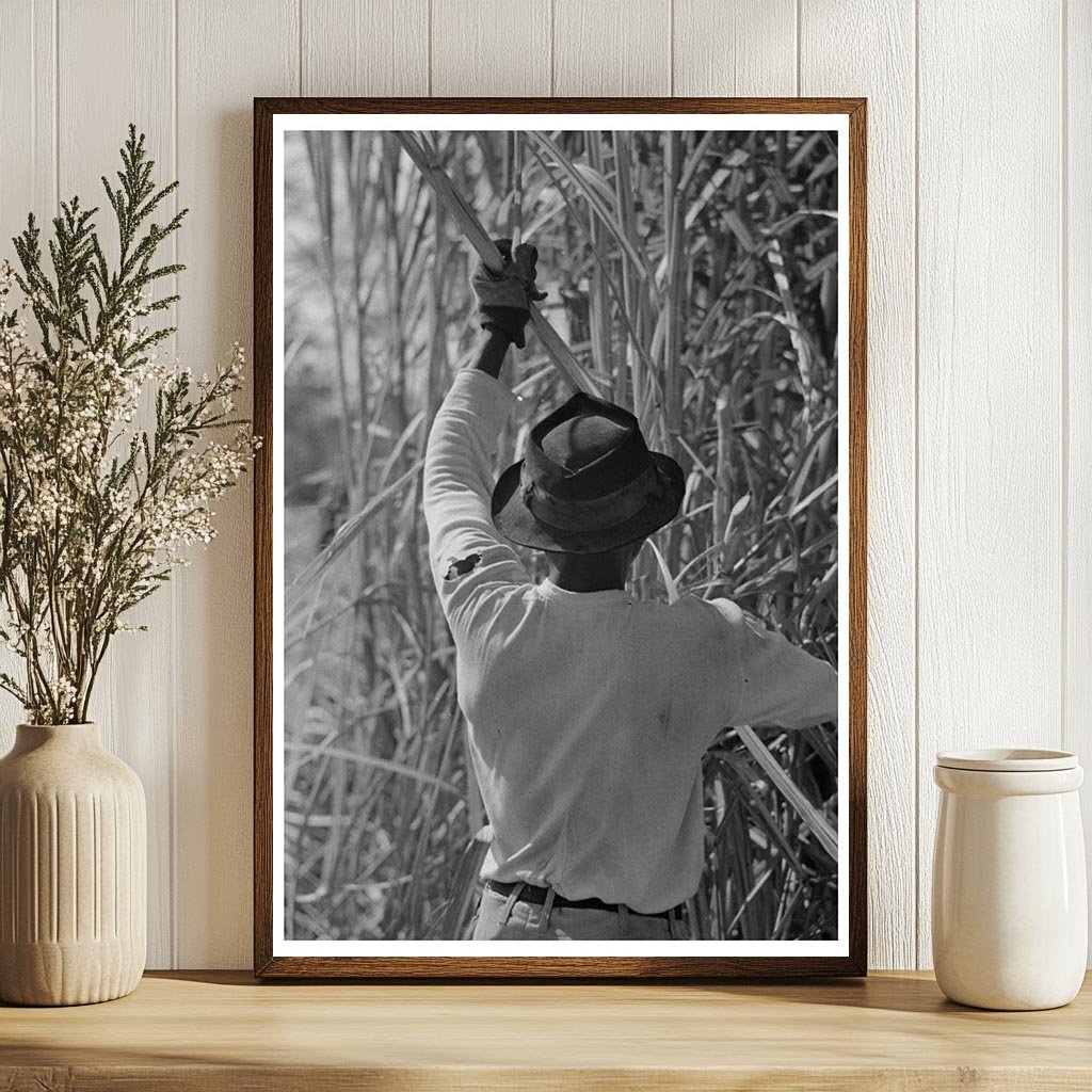 Sugarcane Cutting in New Iberia Louisiana 1938