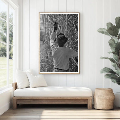 Sugarcane Cutting in New Iberia Louisiana 1938