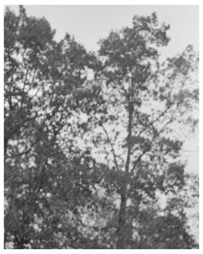 Rural Farming Scene in Amite Louisiana October 1938