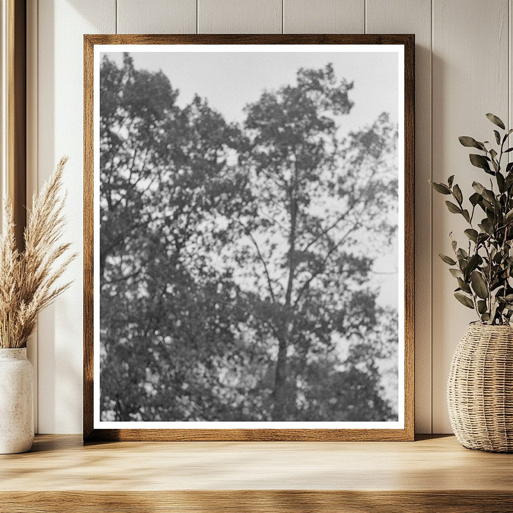 Rural Farming Scene in Amite Louisiana October 1938