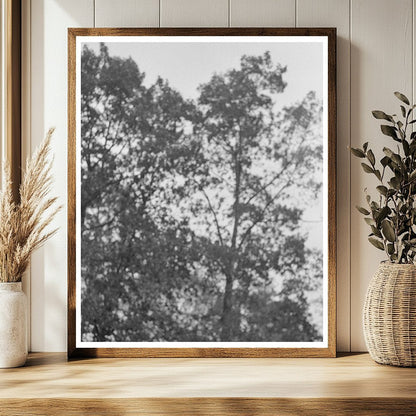 Rural Farming Scene in Amite Louisiana October 1938