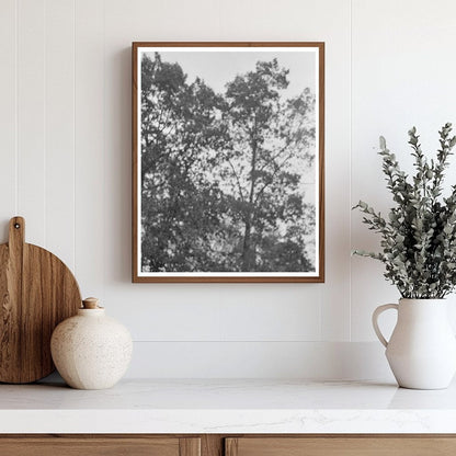 Rural Farming Scene in Amite Louisiana October 1938