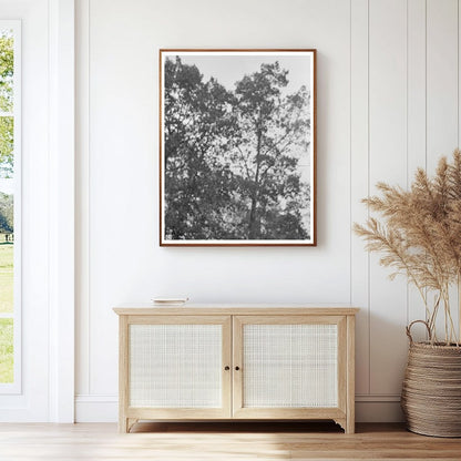 Rural Farming Scene in Amite Louisiana October 1938