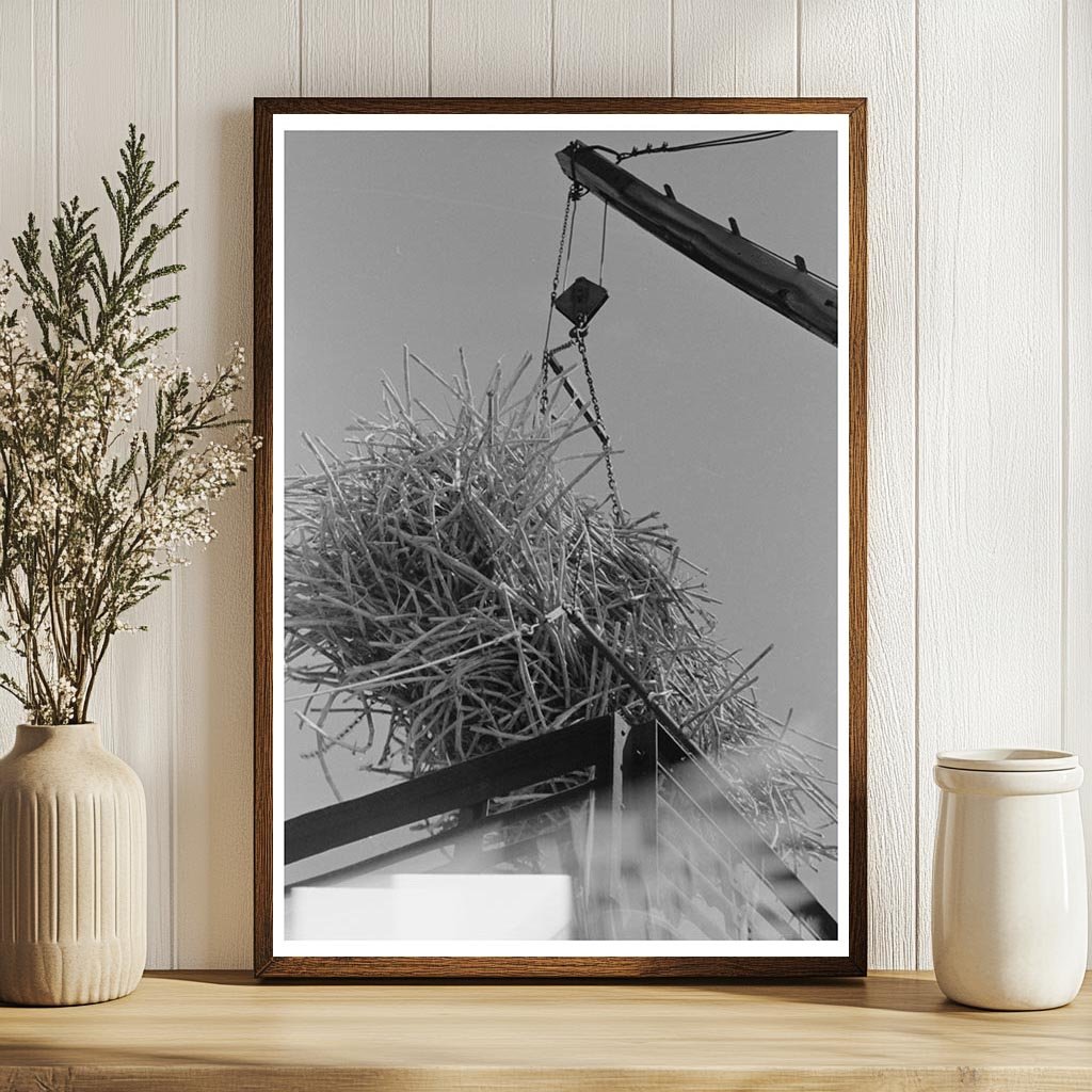 Sugarcane Loading on Railroad Car Broussard Louisiana 1938