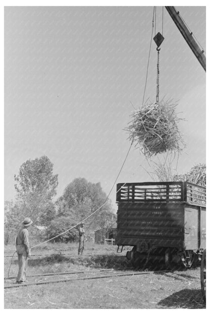 Loading Sugarcane in Broussard Louisiana 1938