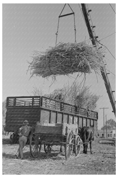 Sugarcane Loading in Broussard Louisiana 1938