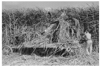 Wurtele Sugarcane Harvester Mix Louisiana 1938