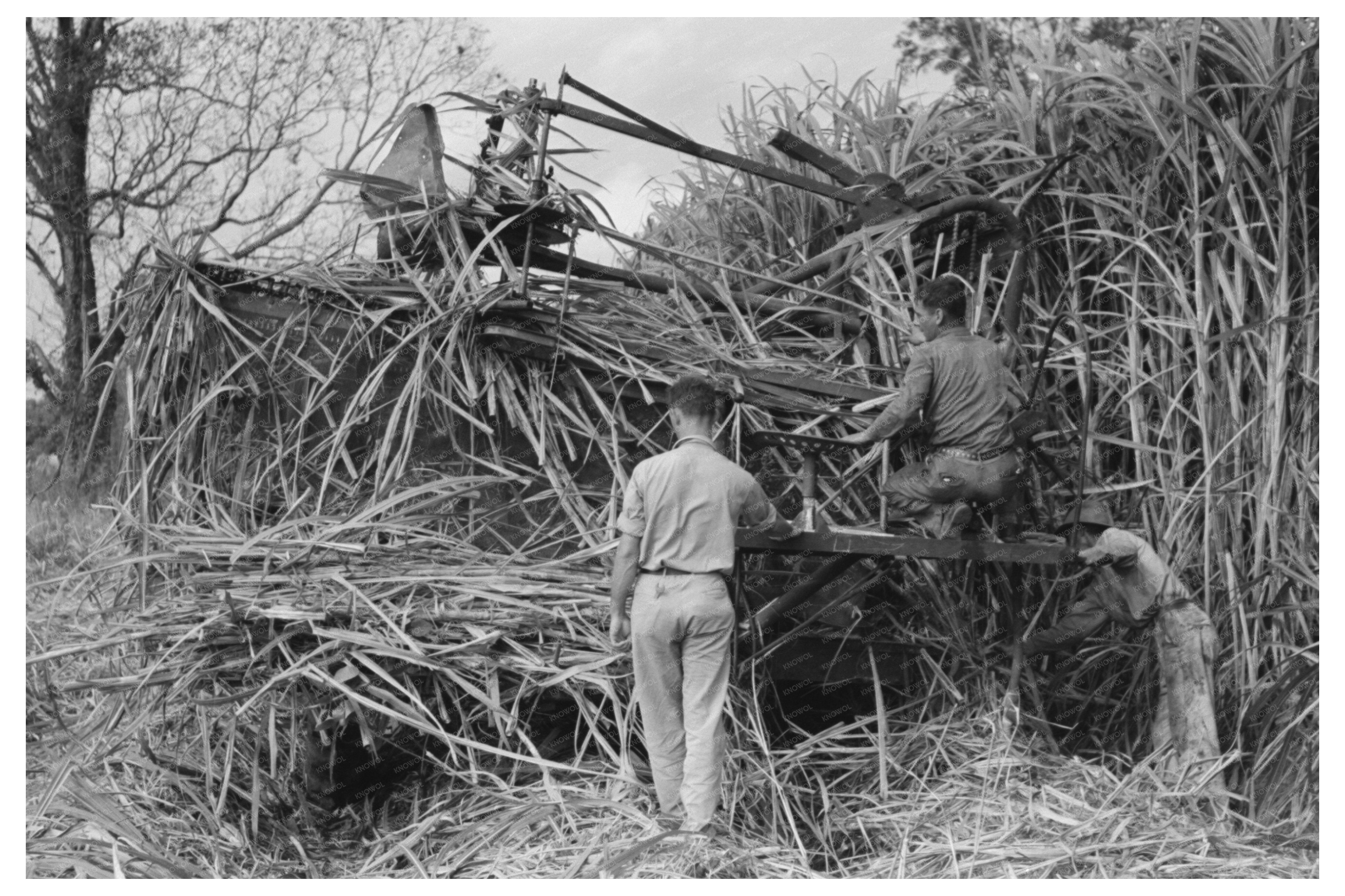 Wurtele Sugarcane Harvester Stuck in Mix Louisiana 1938