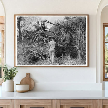 Wurtele Sugarcane Harvester Stuck in Mix Louisiana 1938