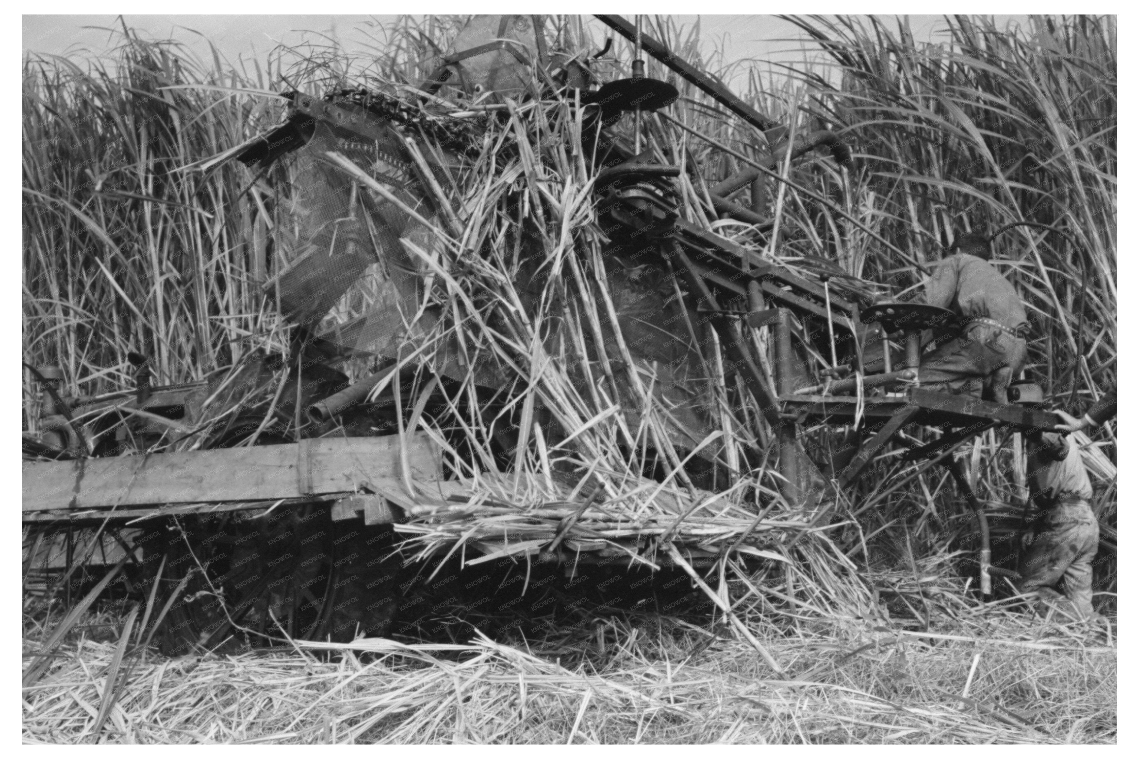 Wurtele Sugarcane Harvester Bogged Down Mix Louisiana 1938