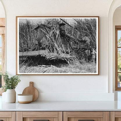 Wurtele Sugarcane Harvester Bogged Down Mix Louisiana 1938