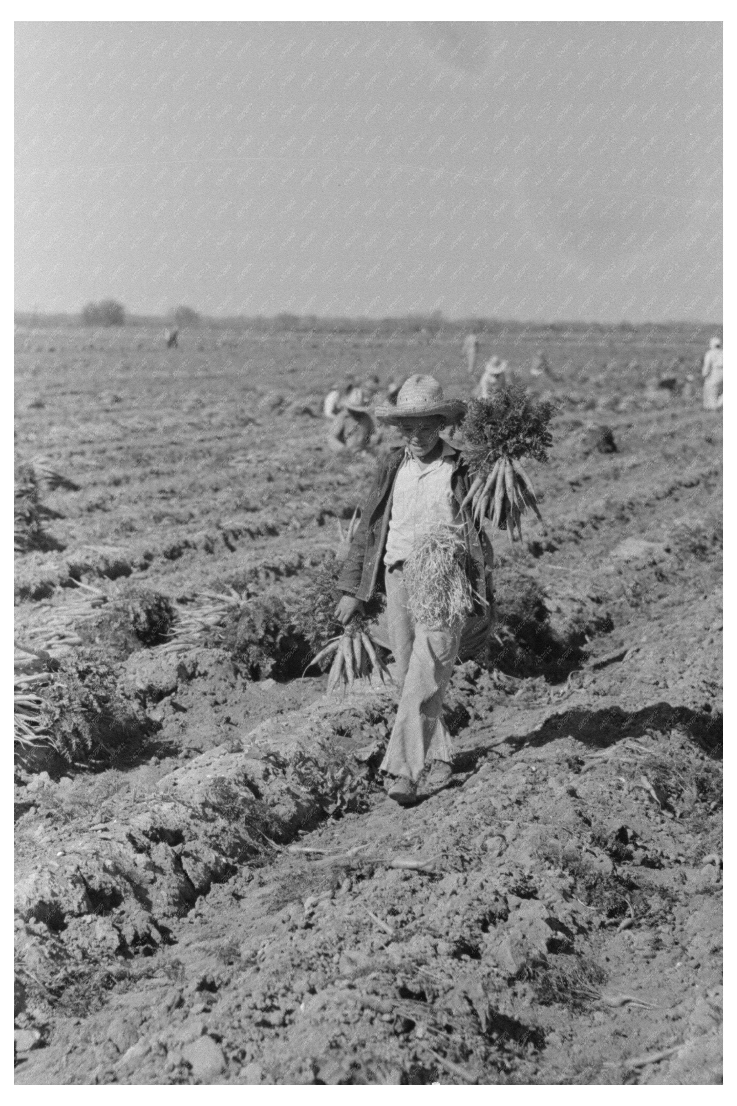 Mexican Agricultural Laborers in Texas Carrot Field 1939