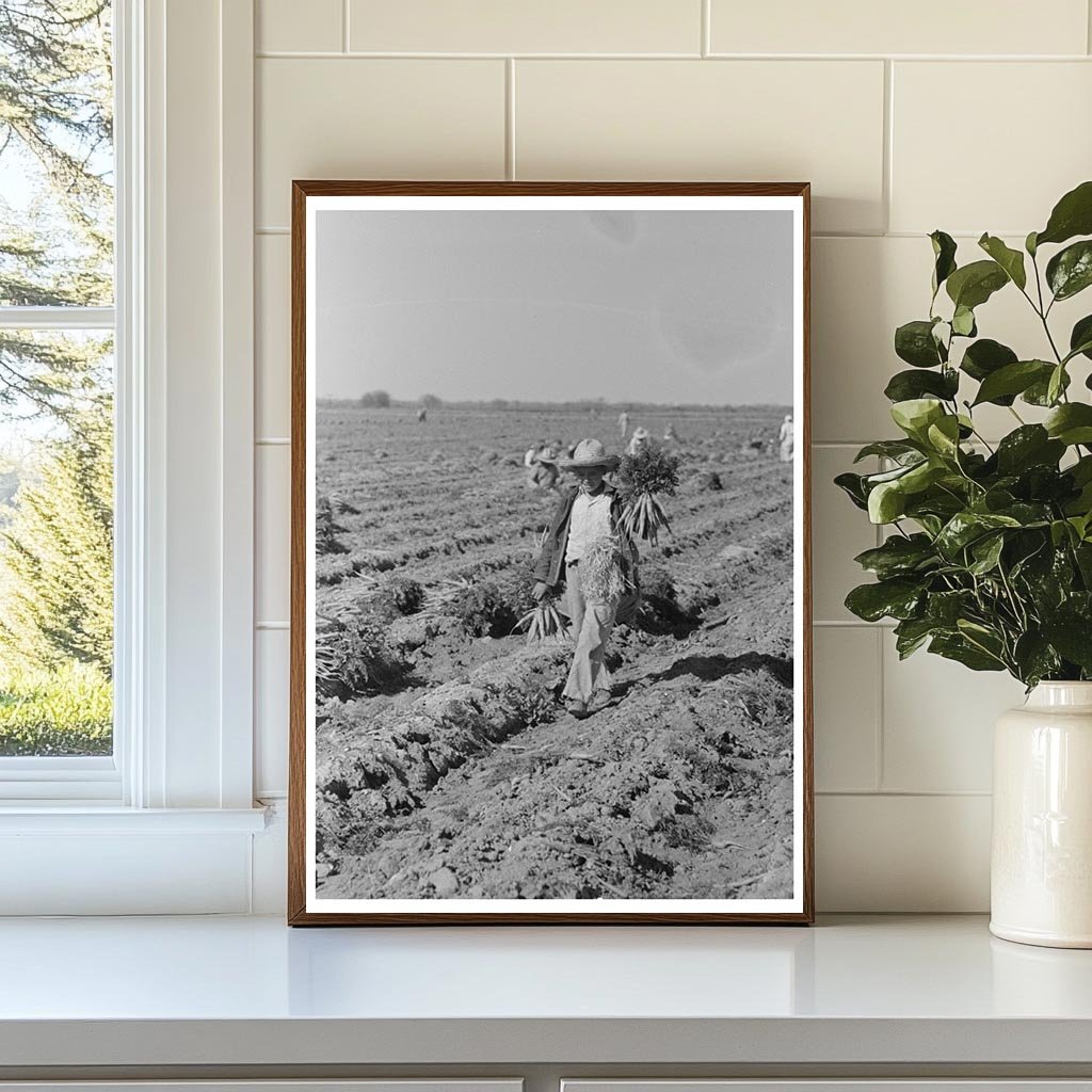 Mexican Agricultural Laborers in Texas Carrot Field 1939