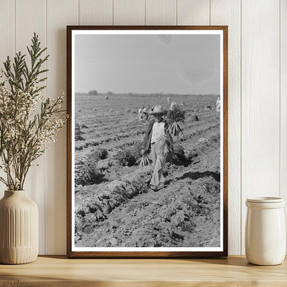 Mexican Agricultural Laborers in Texas Carrot Field 1939