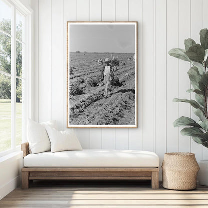 Mexican Agricultural Laborers in Texas Carrot Field 1939