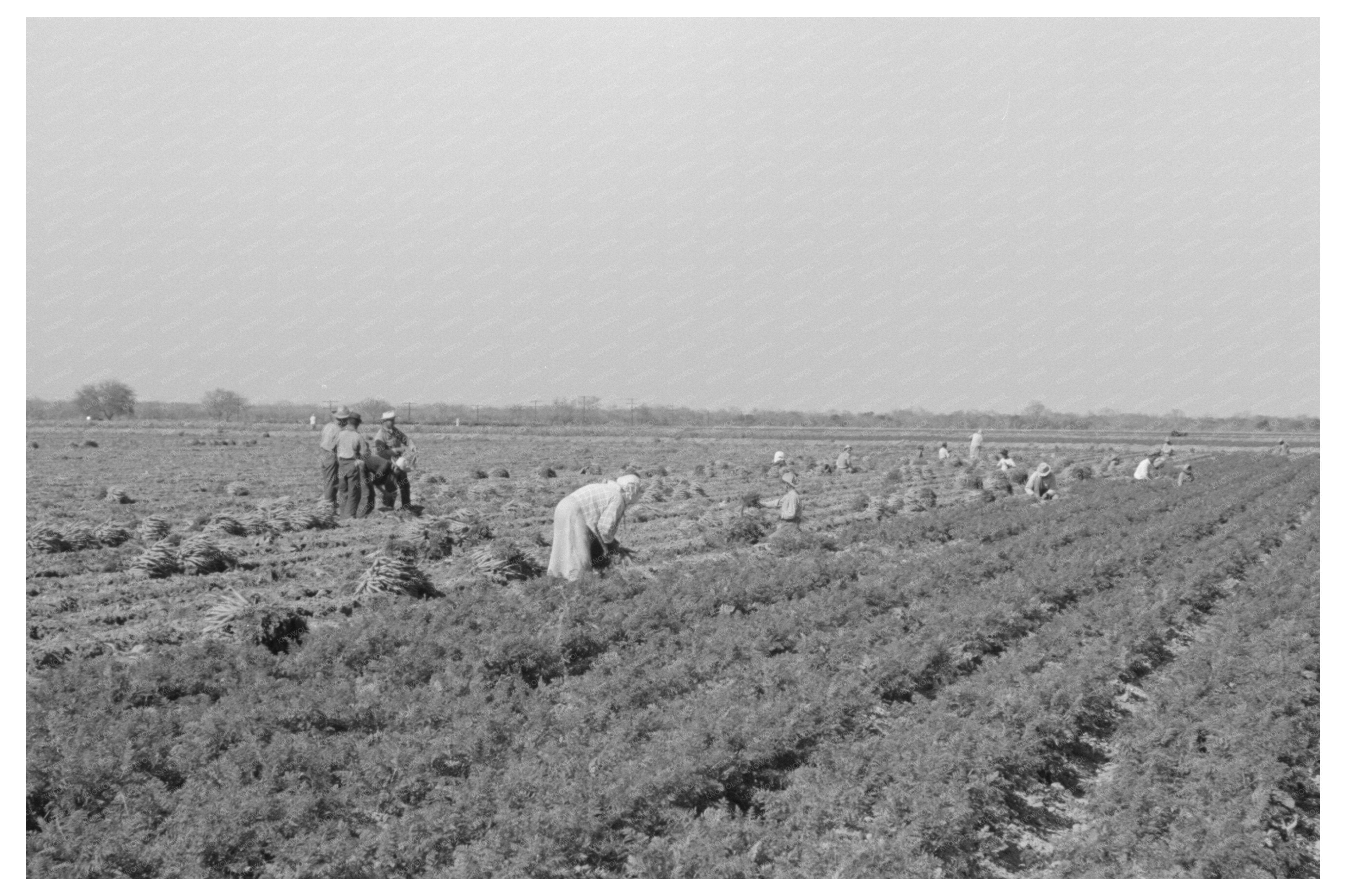 Agricultural Laborers in Carrot Field Edinburg 1939