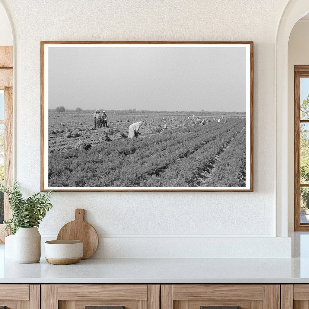 Agricultural Laborers in Carrot Field Edinburg 1939