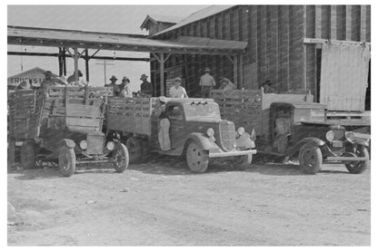 Truckload of Cabbages at Packing Shed Alamo Texas 1939